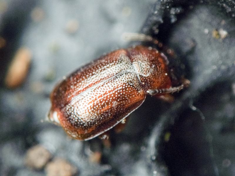 Anthobium atrocephalum (Gyllenhal, 1827)